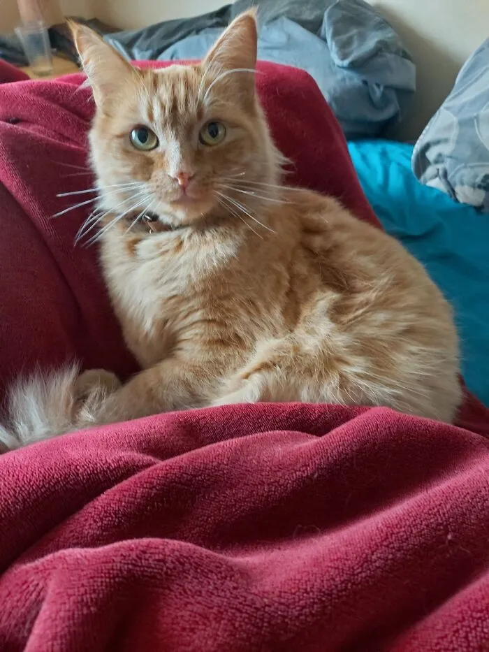 This Is Archie.
