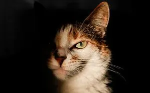 Hey Pandas, Post A Picture Of Your Cat For International Cat Day