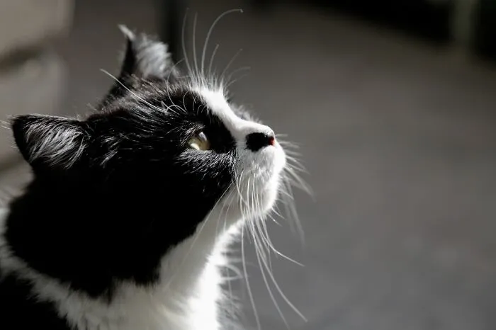 Purrfect Mona