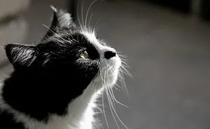 Hey Pandas, Post A Picture Of Your Cat For International Cat Day