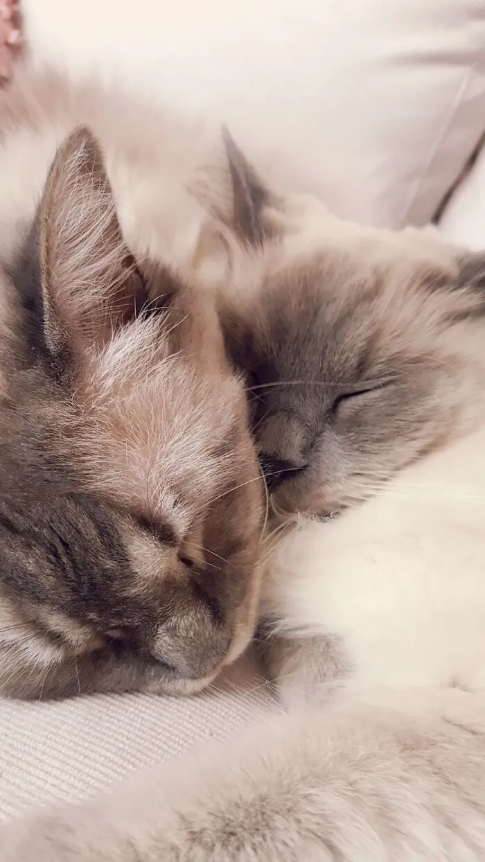 Juulke & Flupke