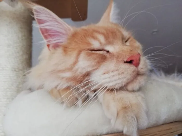 Sleeping Beauty