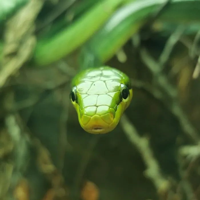 Danger Noodle