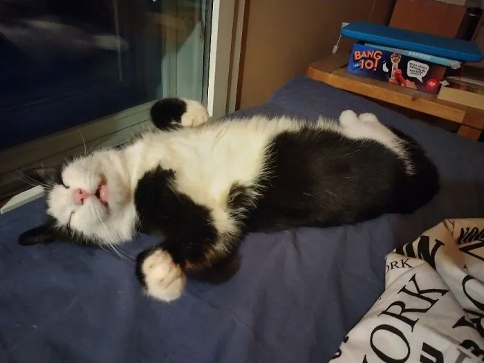 Our Cat Looks Like This All The Time