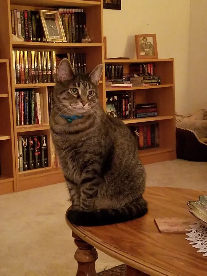 Our Gentle Giant - Gizmo