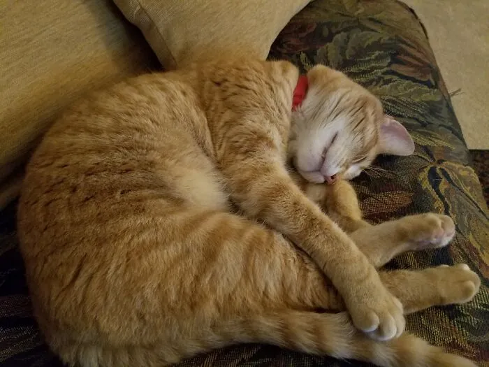 My Little Protector- Tookie