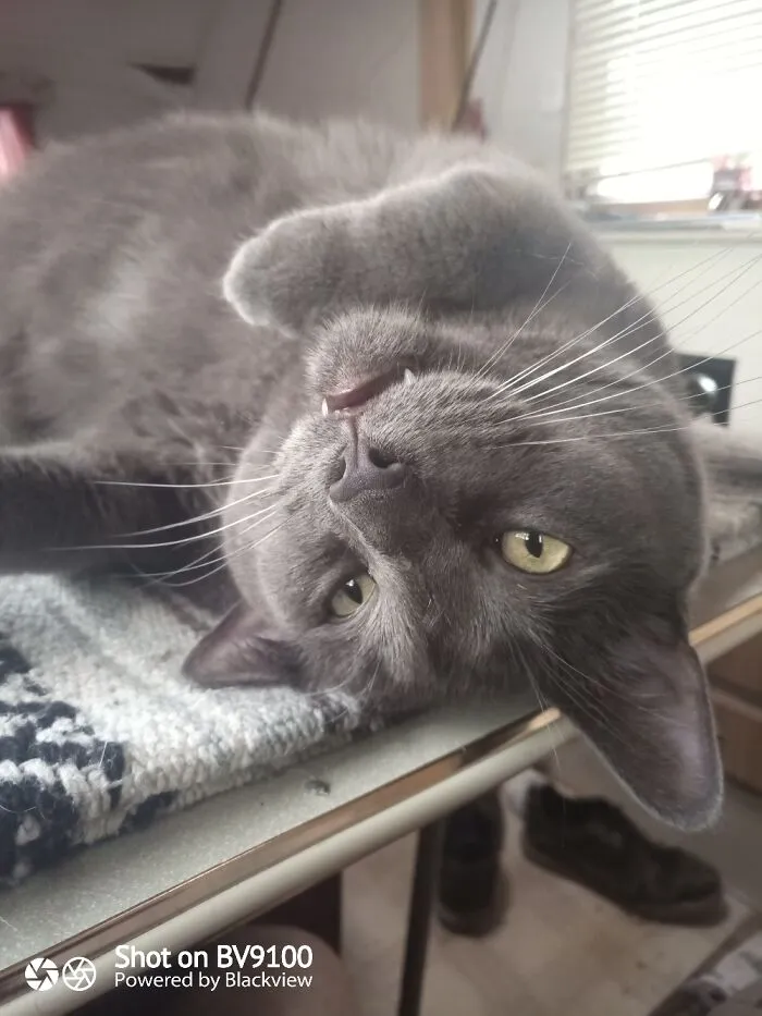 Orion The Bobcat Hybrid Is Being Silly.