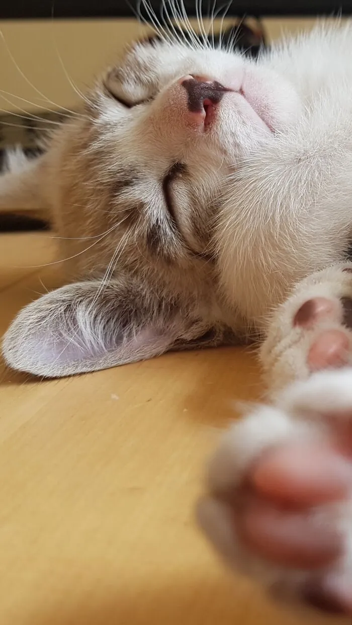 A Little Nap