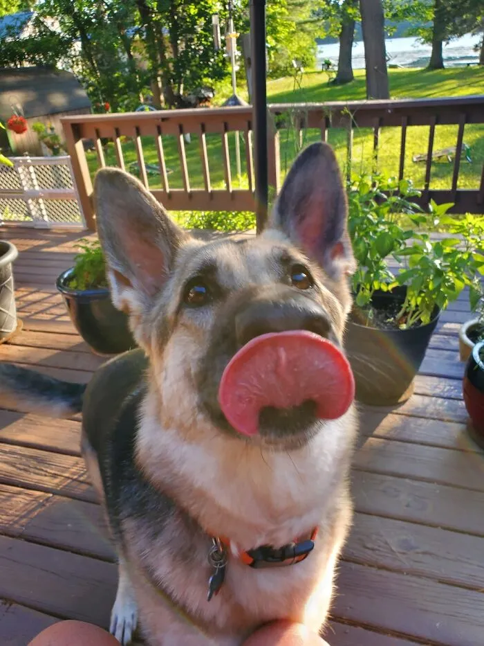 Ilsa The Derp Queen.