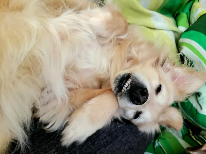 Teefs