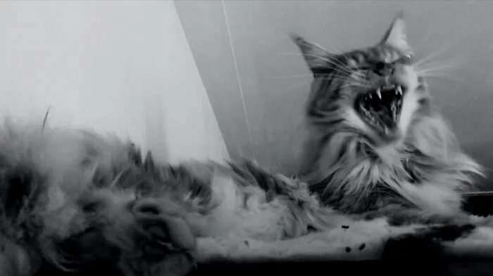 Lionking 2.0