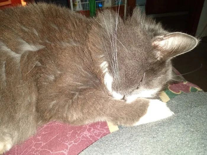 Taking A Nap. Tiki Is Full Of Surprises...