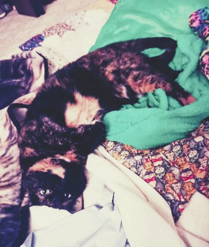 Coffee! My 9 Year Old Tortoiseshell:))
