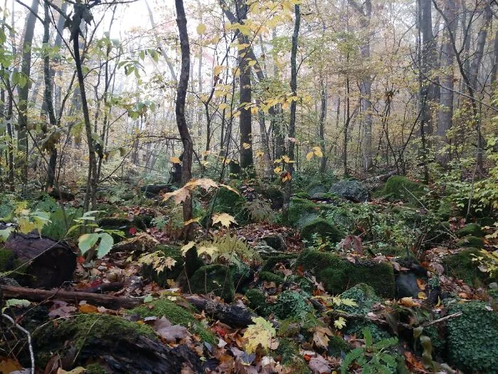 Wisconsin Woods