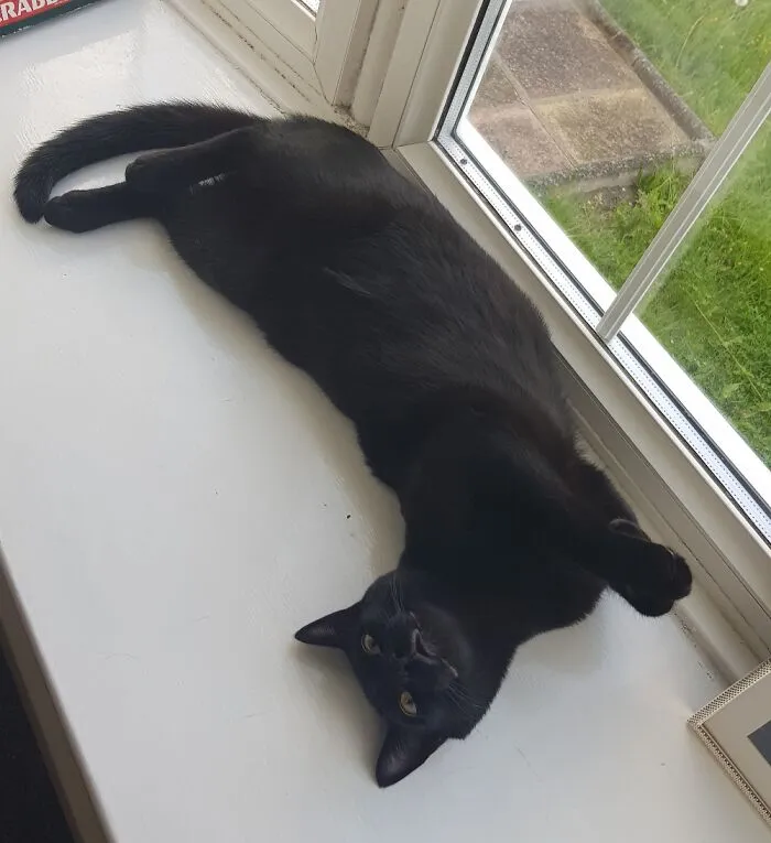 Derpy Seal.