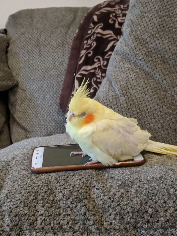Jane So Sleepy After Being On Phone.