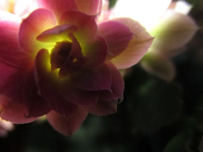 Backlit Flower