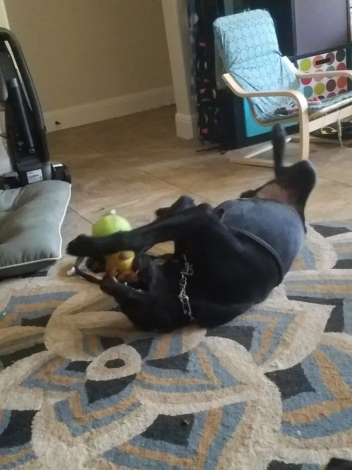 Derpy Lab