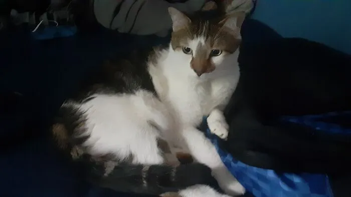 Cute Chonky Catto