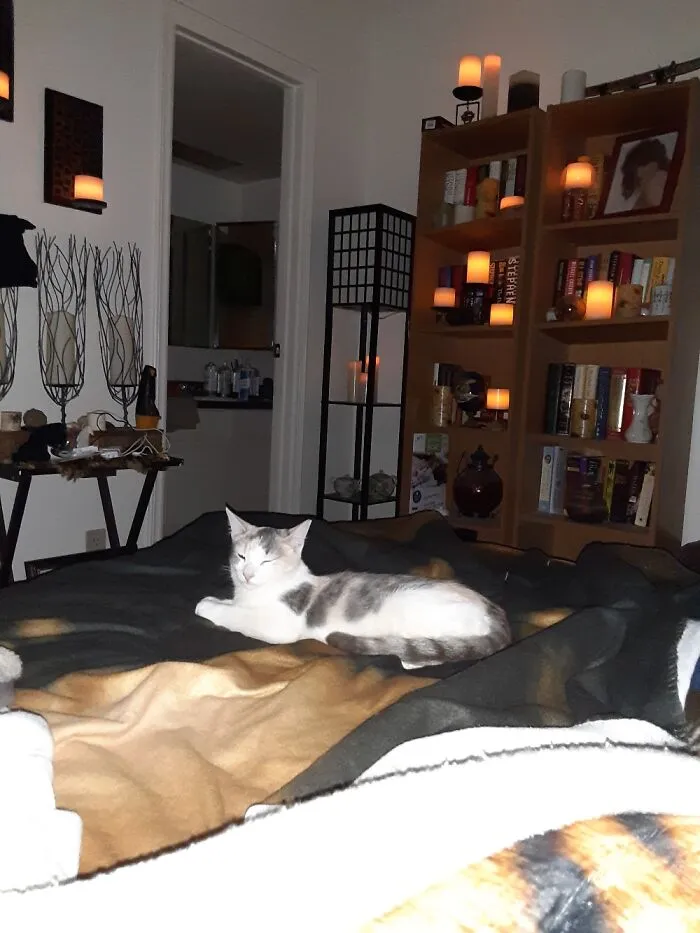 The Duchess Napping
