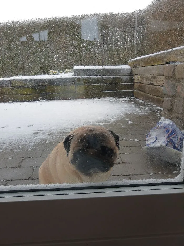 Couch Potato Does Not Appreciate The Springtime Snowfall