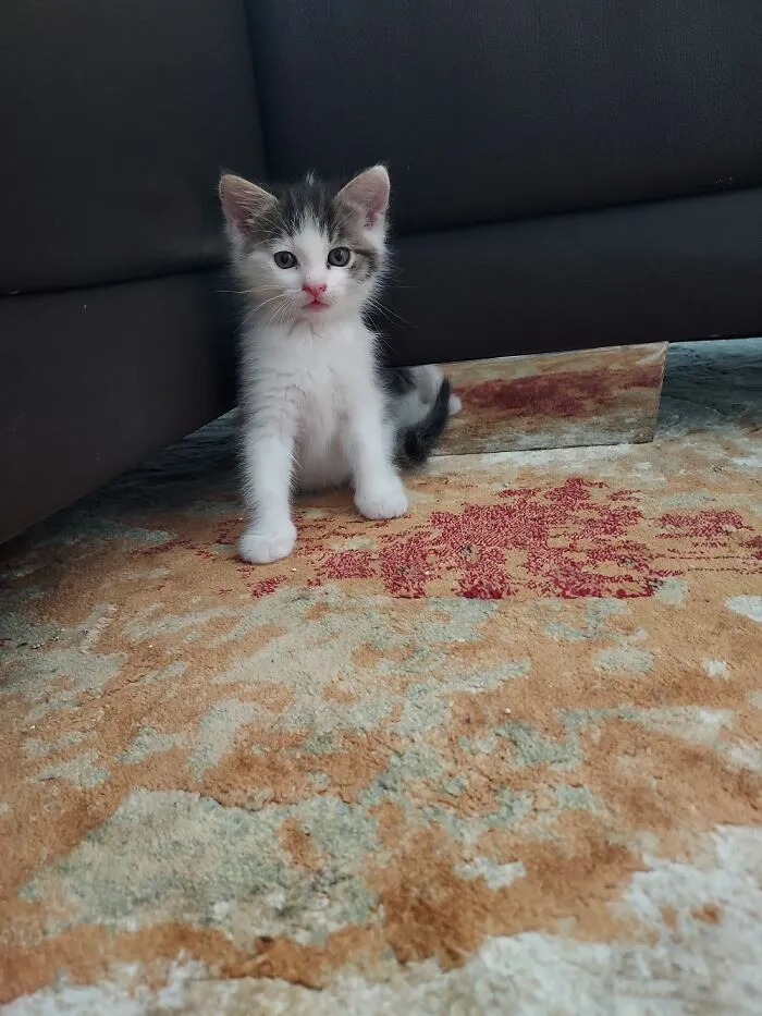 Not My Cat, My Friend's But Cute