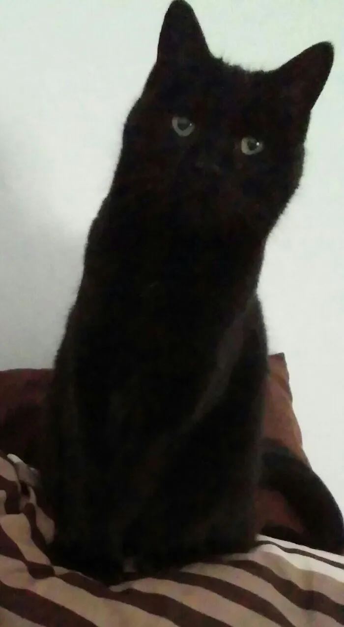 Tinky, She's A Tiny Hellpanther Sometimes, And I Love Her!
