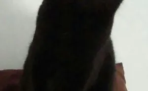 Hey Pandas, Post A Picture Of Your Cat For International Cat Day