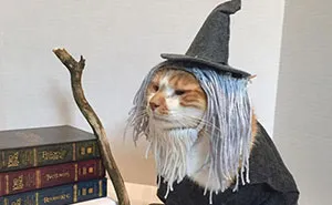 This Library Attracts The Public By Dressing Up One Librarian's Cat As Literary And Movie Icons (100 Pics)