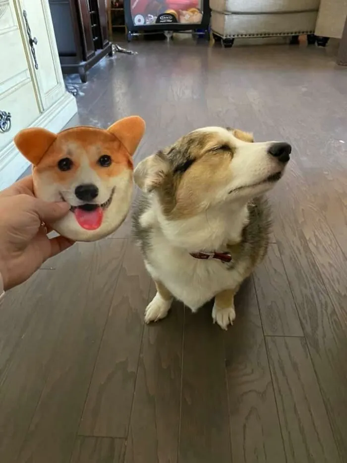 Pebbles claramente desaprueba el nuevo monedero Corgi que traje a casa. Ella es la única Corgi permitida en la casa, ¡y punto!