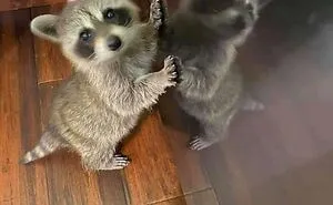 This Online Group Shares Funny Pics Of Racoons That Prove They May Be The Goofiest Animal Ever (50 Pics)