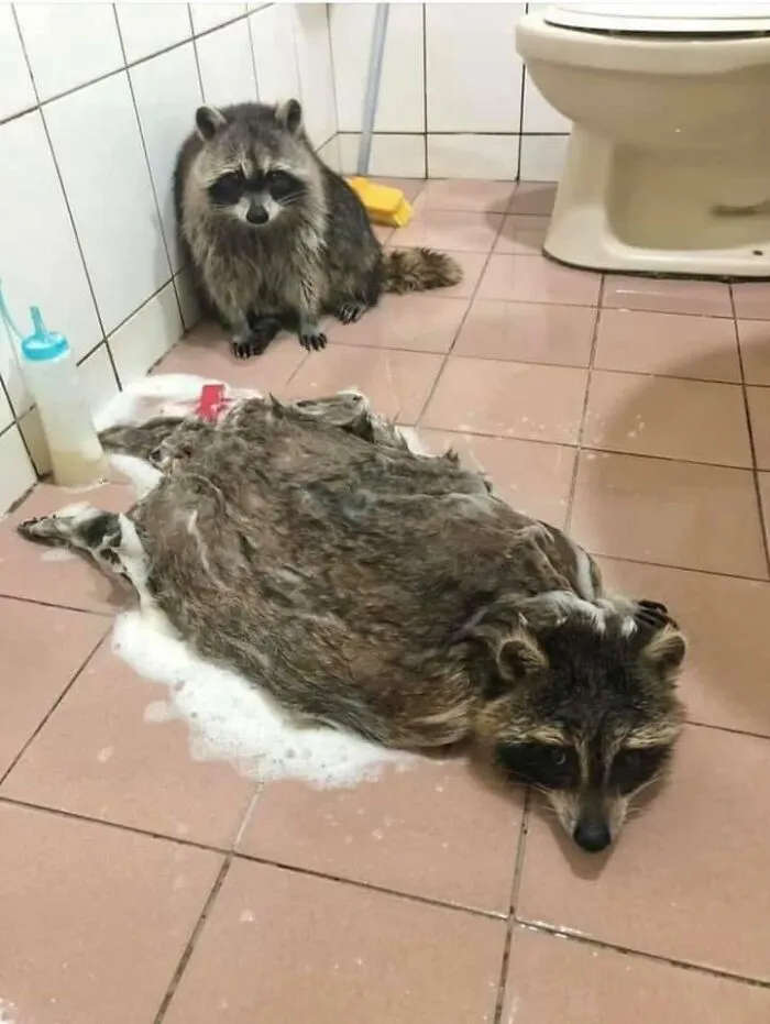 *zooms Around Bathroom Floor At 69 Miles Per Hour* "Yo Soap Me Up Bro"