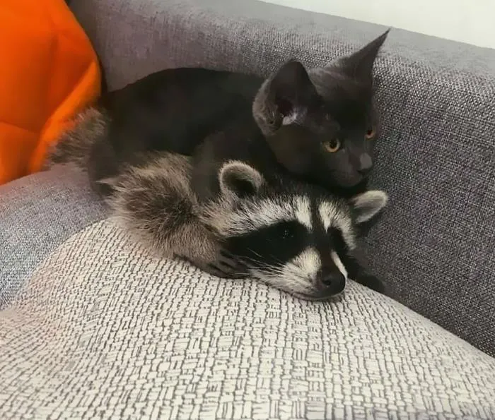 The Raccoon Eyes Say "Help Me" But The Look On The Cat Says "My Dad Is A Lawyer So You Didn't See Nothin"