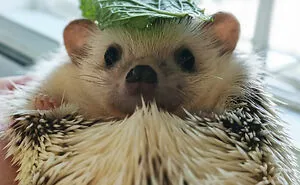 50 Pictures From Pet Hedgehogs’ Daily Lives, From Gardening To Getting Belly Rubs