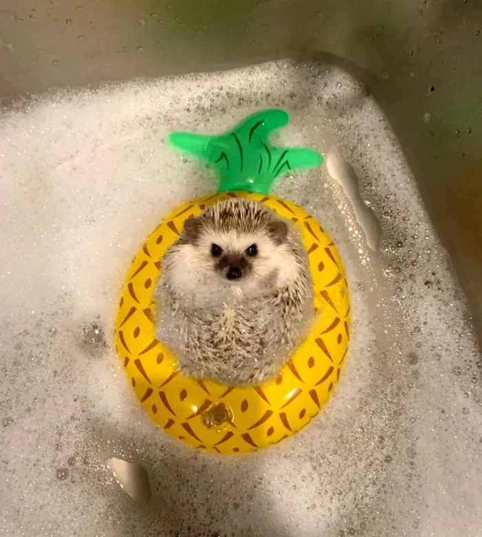Pineapple Hedge
