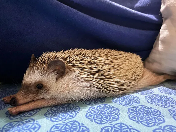Look At Her Sploot