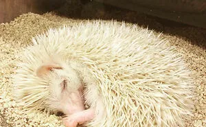 50 Pictures From Pet Hedgehogs’ Daily Lives, From Gardening To Getting Belly Rubs