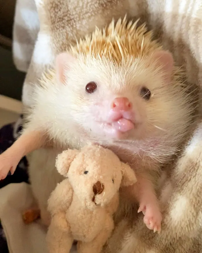 Cute Hedgehog