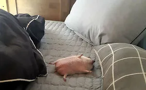 50 Pictures From Pet Hedgehogs’ Daily Lives, From Gardening To Getting Belly Rubs