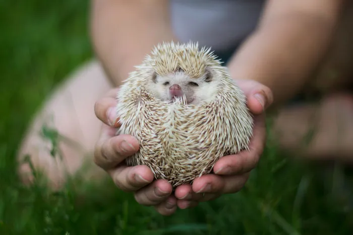 In Safe Hands