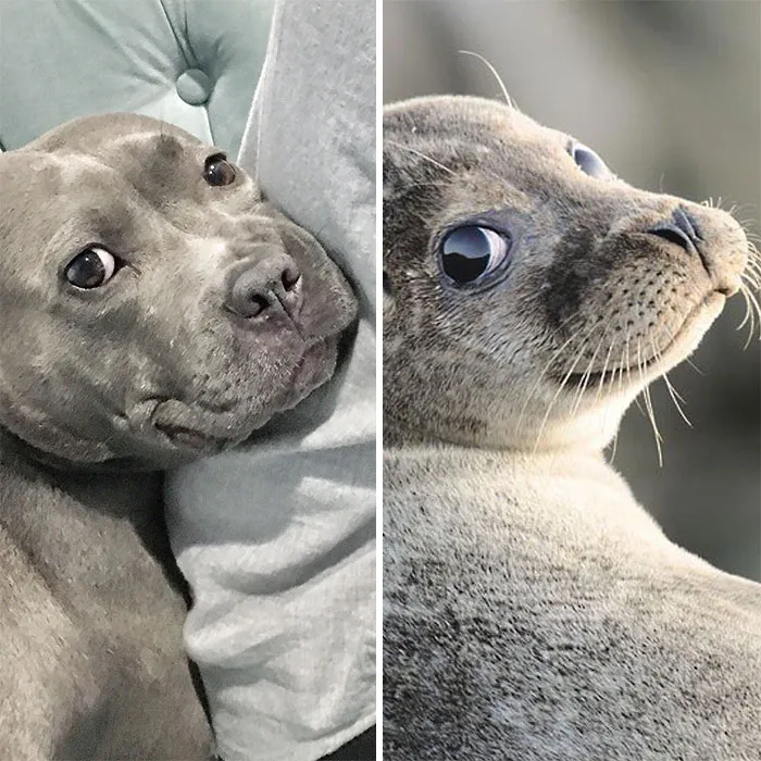 Twin Seals Separated At Birth