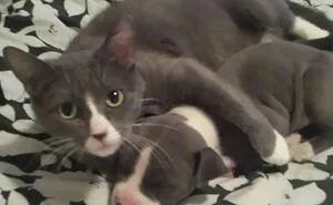 50 Adorable Animals Who Have Brothers From Other Mothers