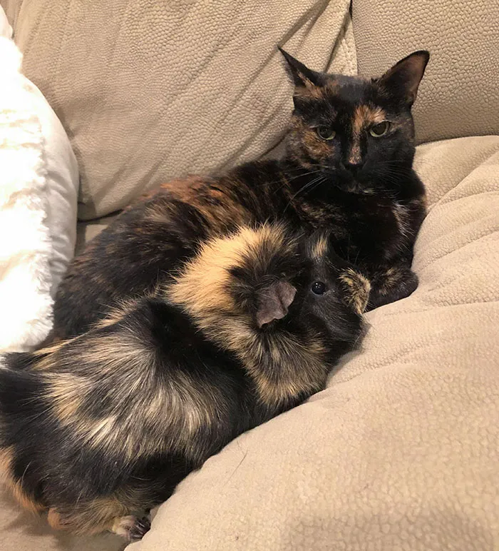 Who Knew A Cat And Guinea Pig Could Look So Alike