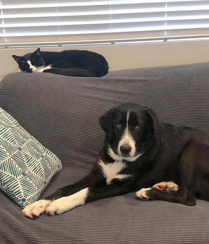 My Pupper Has A Matching Brother (From Another Mother)