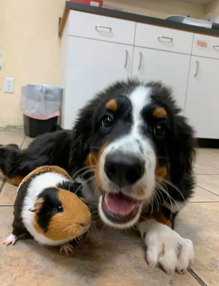 Nemo The Tri-Pawed Pupper And His Matching Friend, Yam