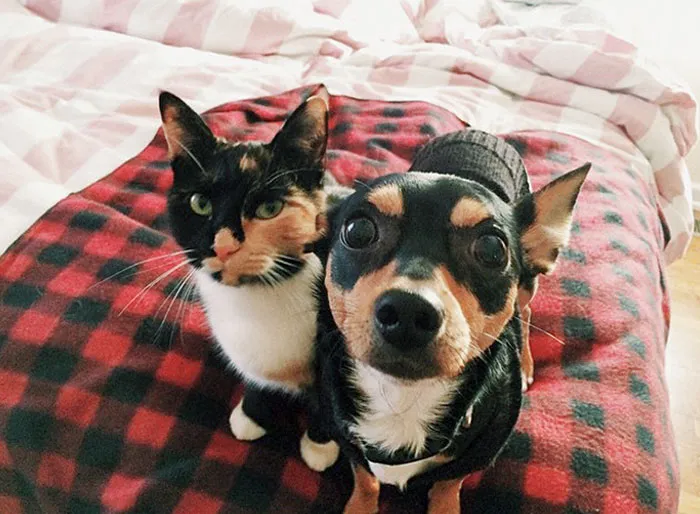 Best Buds Almost Falling Off The Bed For Rubs And Kisses