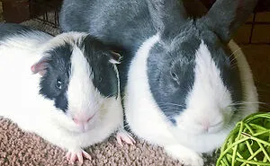 50 Adorable Animals Who Have Brothers From Other Mothers