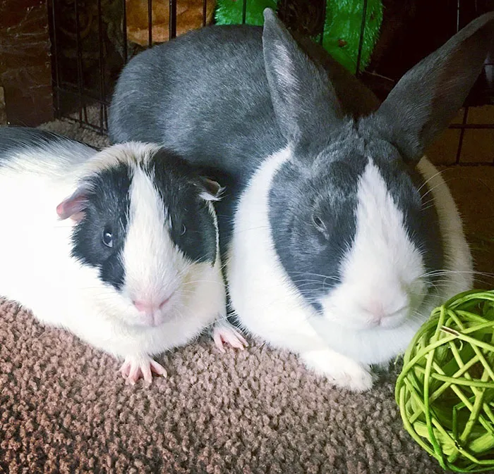 Dat Peeg & Dat Bun. Zephyr & Ostara