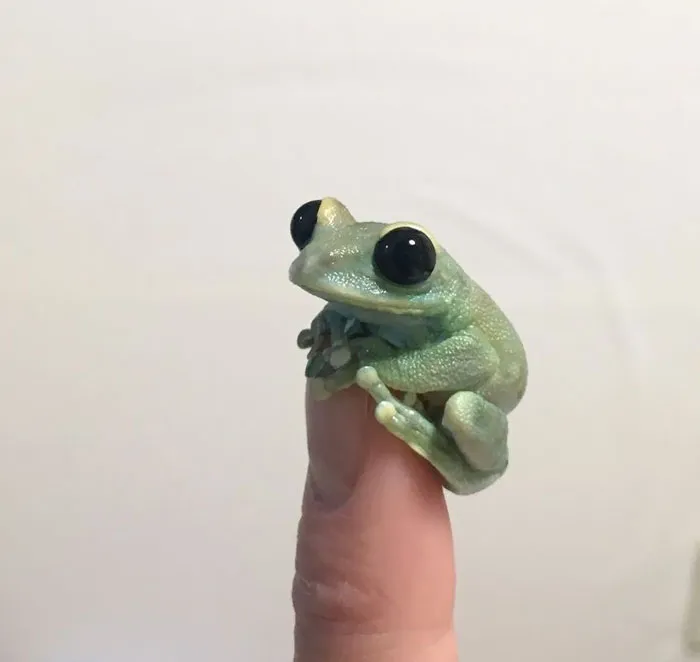  Esta ranita pequeña