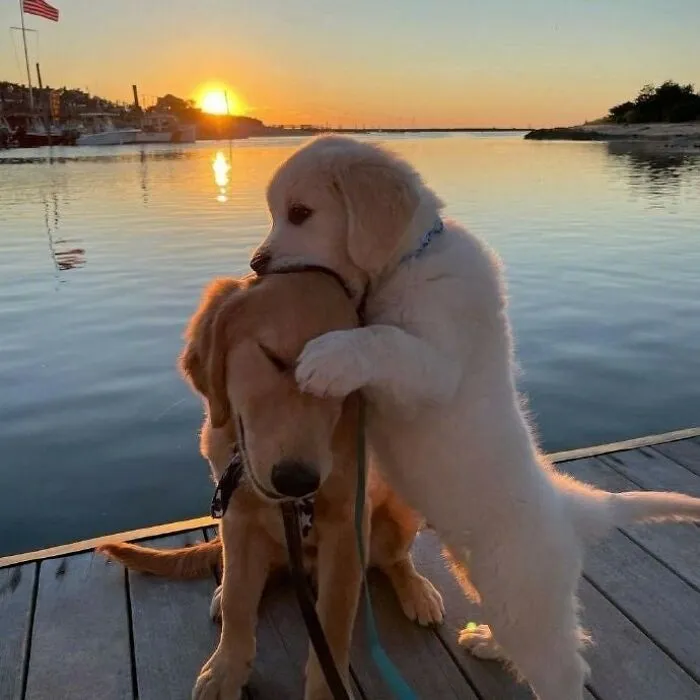 En este grupo solo se comparten fotos que traen felicidad, y es como el paraíso de Internet (40 imágenes)